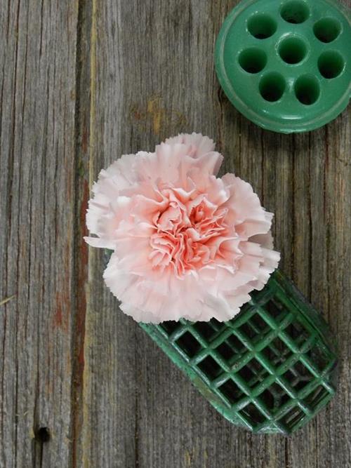 Doncel  Light Pink Carnations